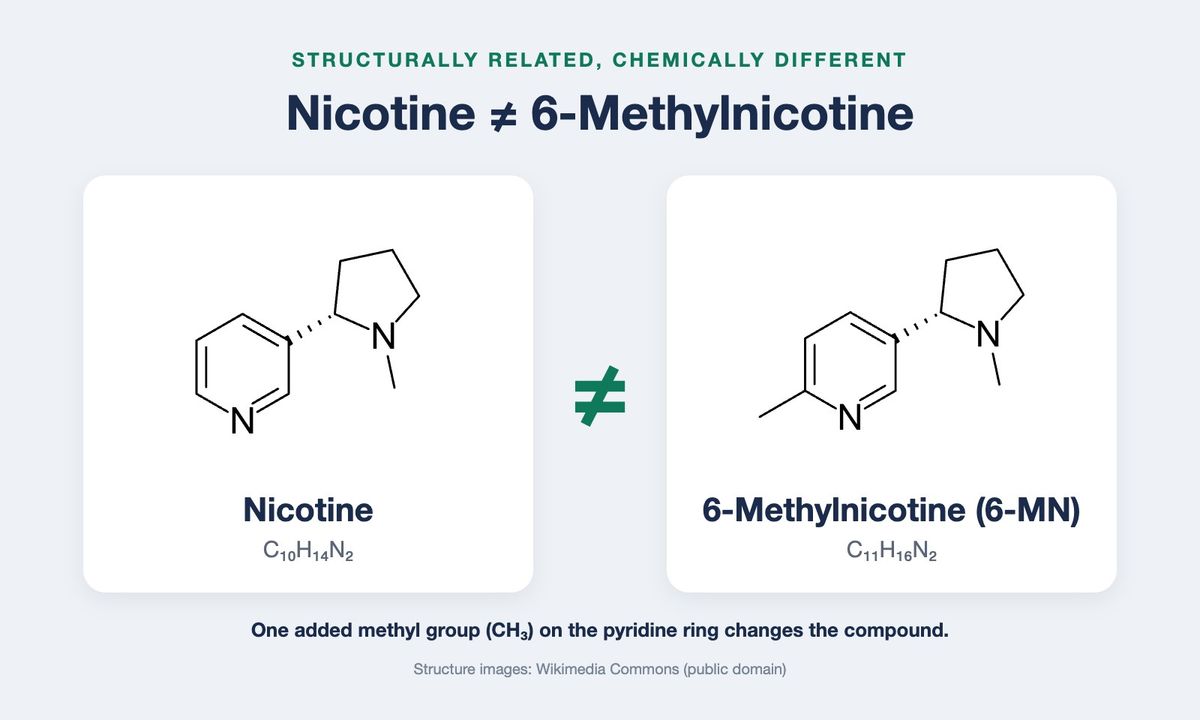 Chemical structures of nicotine (C10H14N2) and 6-methylnicotine (C11H16N2), which adds one methyl group to the pyridine ring